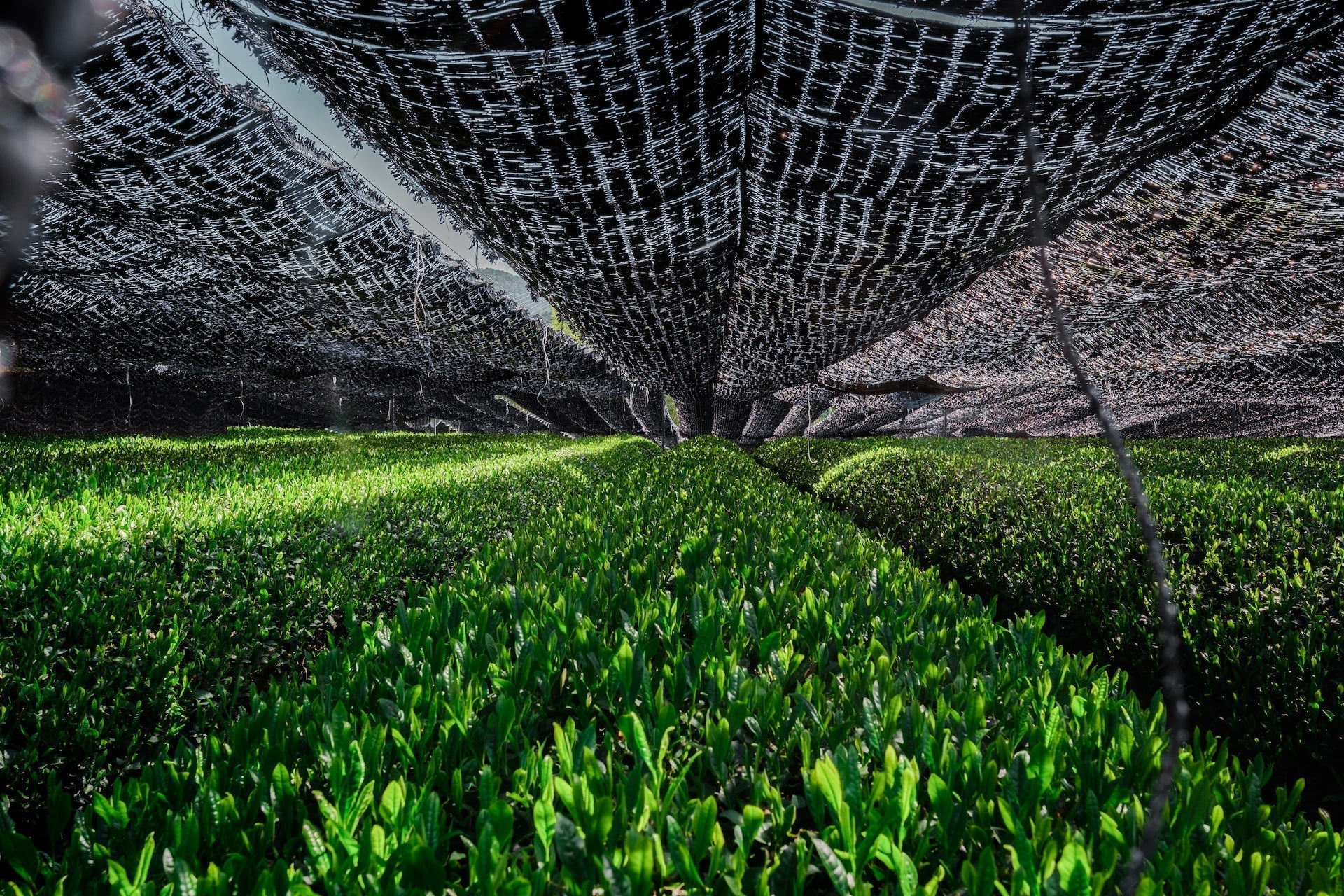 Tencha: Why Shade-Growing is Essential to Matcha Green Tea