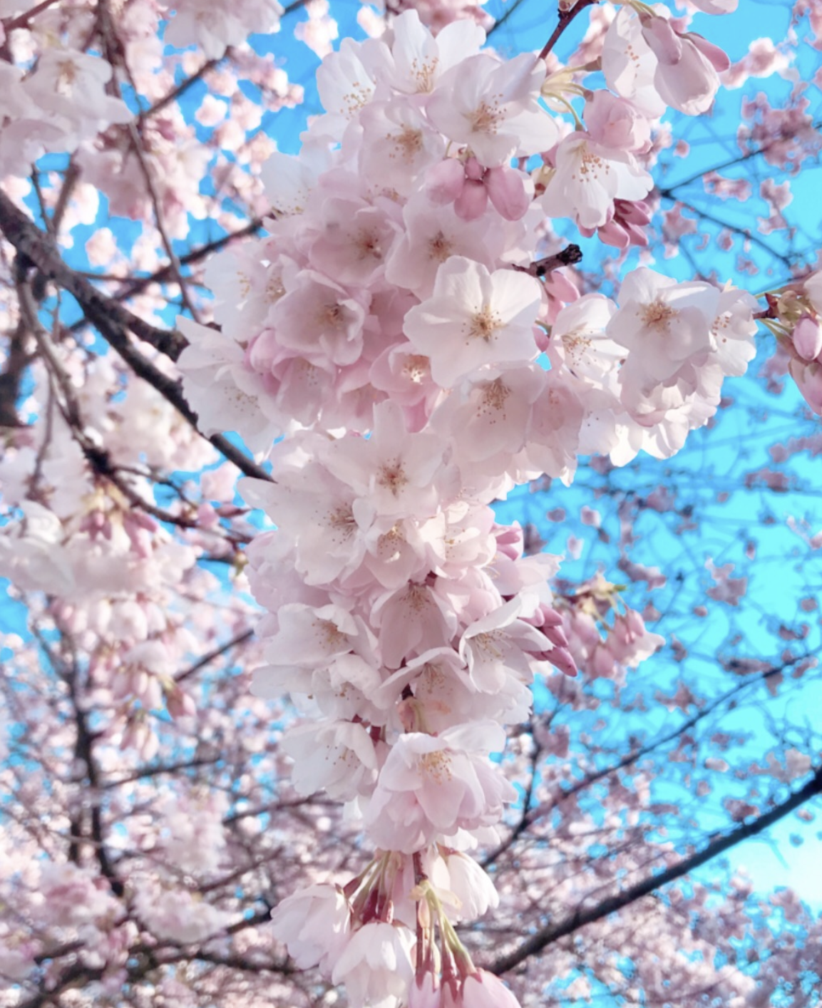 Blooming Sakura Flowers in Portland, Oregon