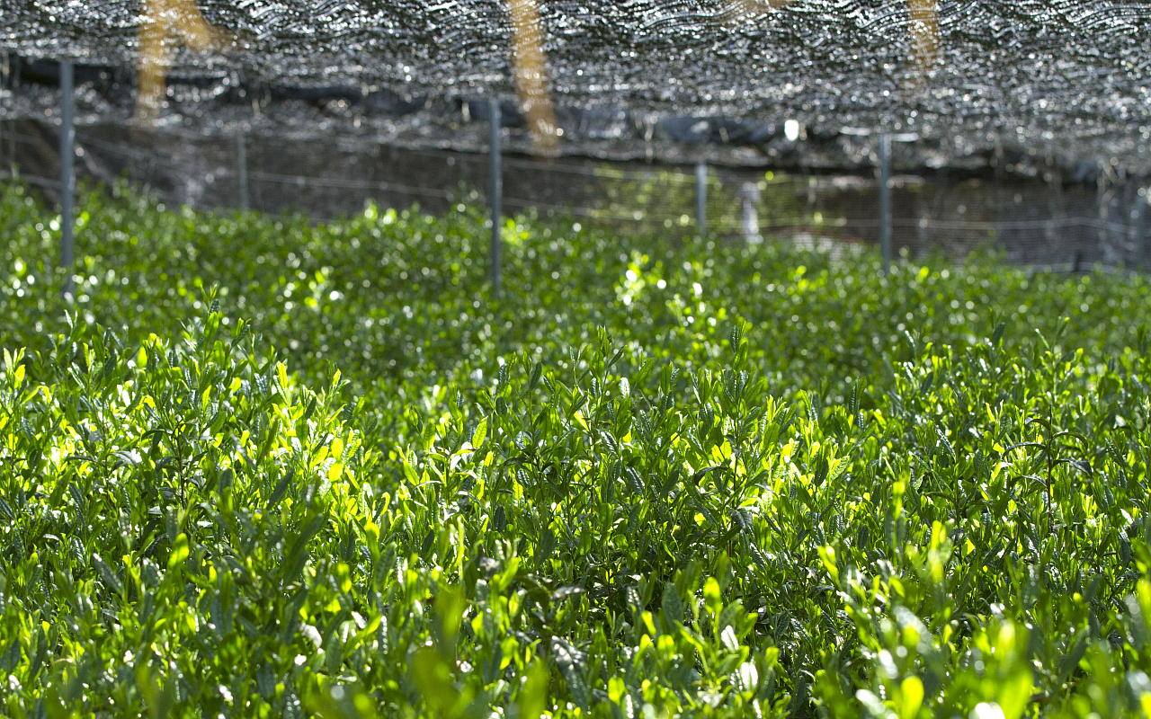 Shaded tencha tea fields in Uji, Japan.