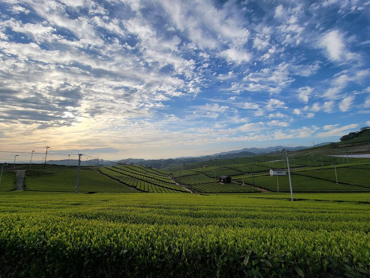 Sunrise over Tencha field in Uji, Japan