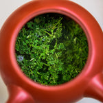 Mizuba Sencha Saemidori brews in a Japanese Kyusu tea pot