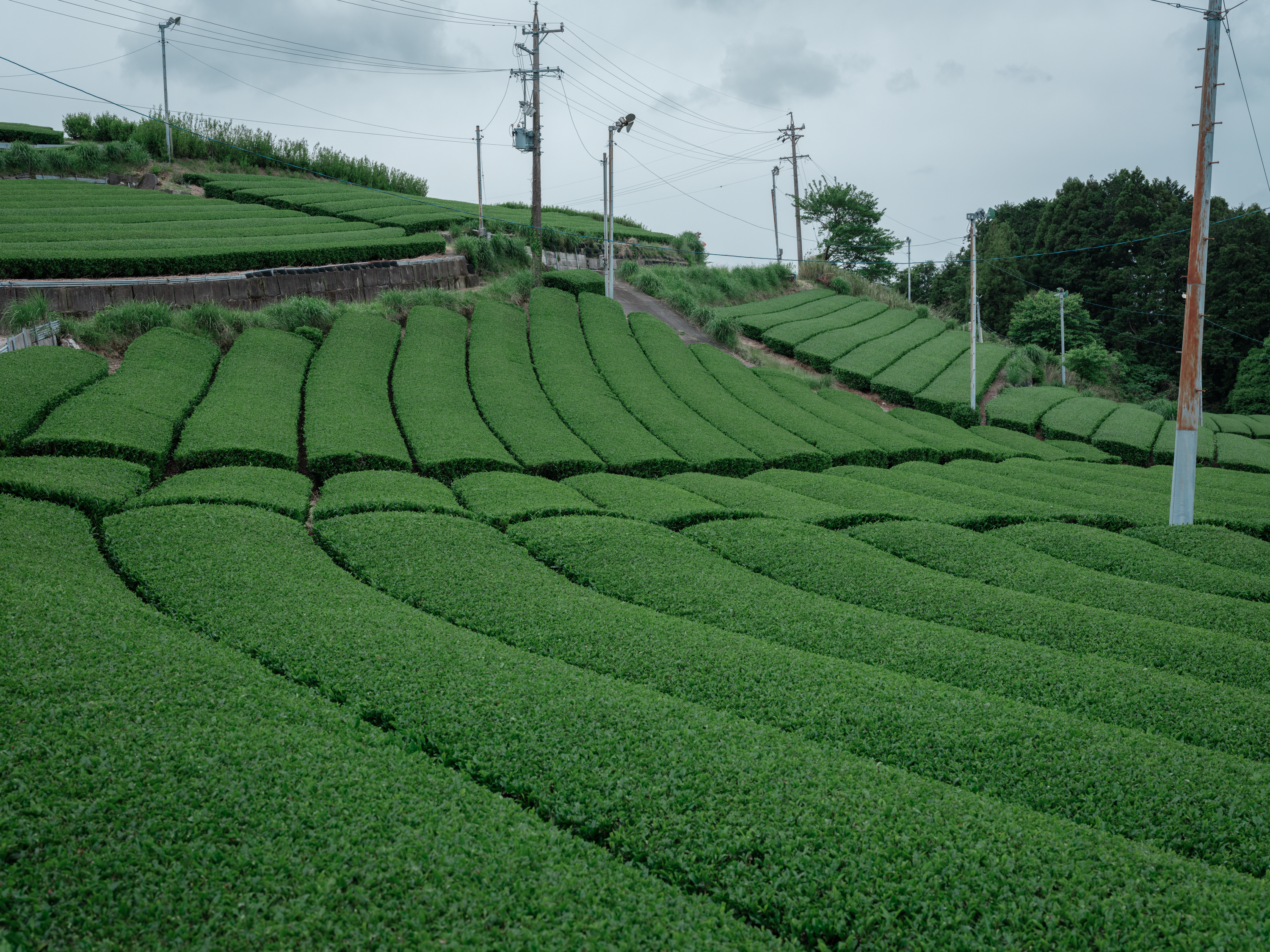 Tea fields in Japan – Mizuba Tea Co.