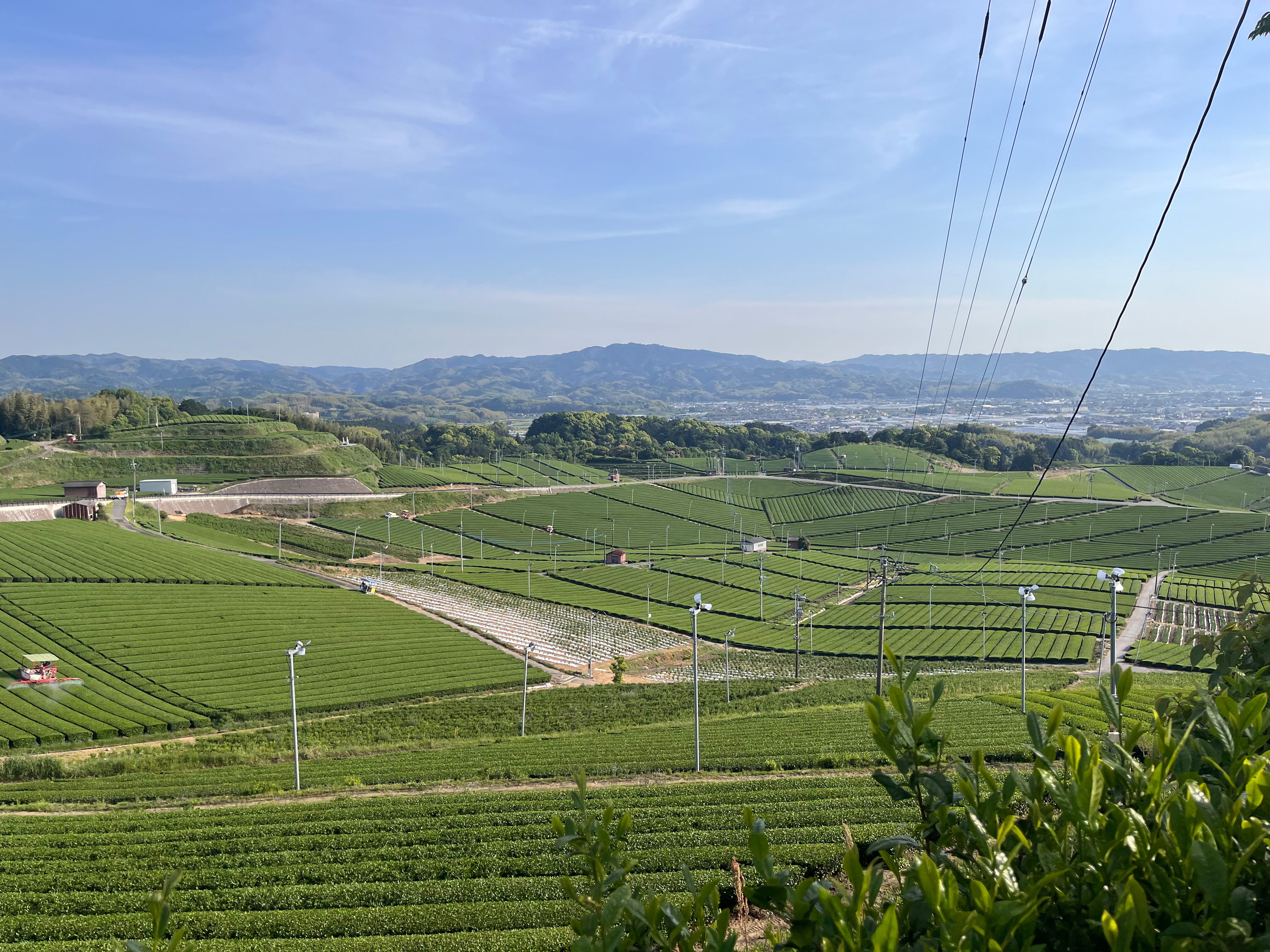 Sencha field in Yame, Japan - Mizuba Tea Co.
