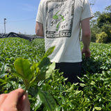 Man wearing Mizuba Matcha tshirt looking at loose leaf tea production in Japan