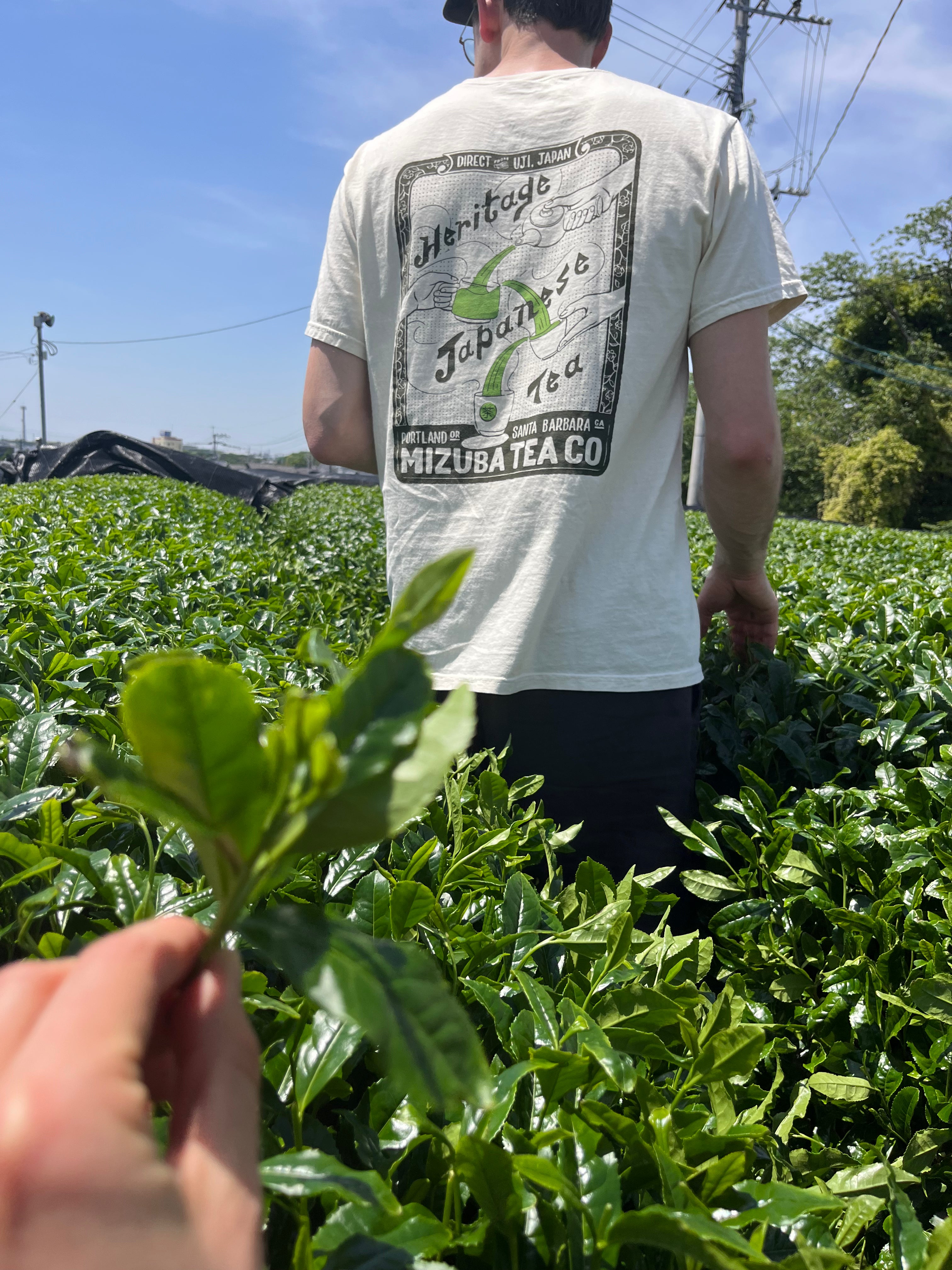 Man wearing Mizuba Matcha tshirt looking at loose leaf tea production in Japan