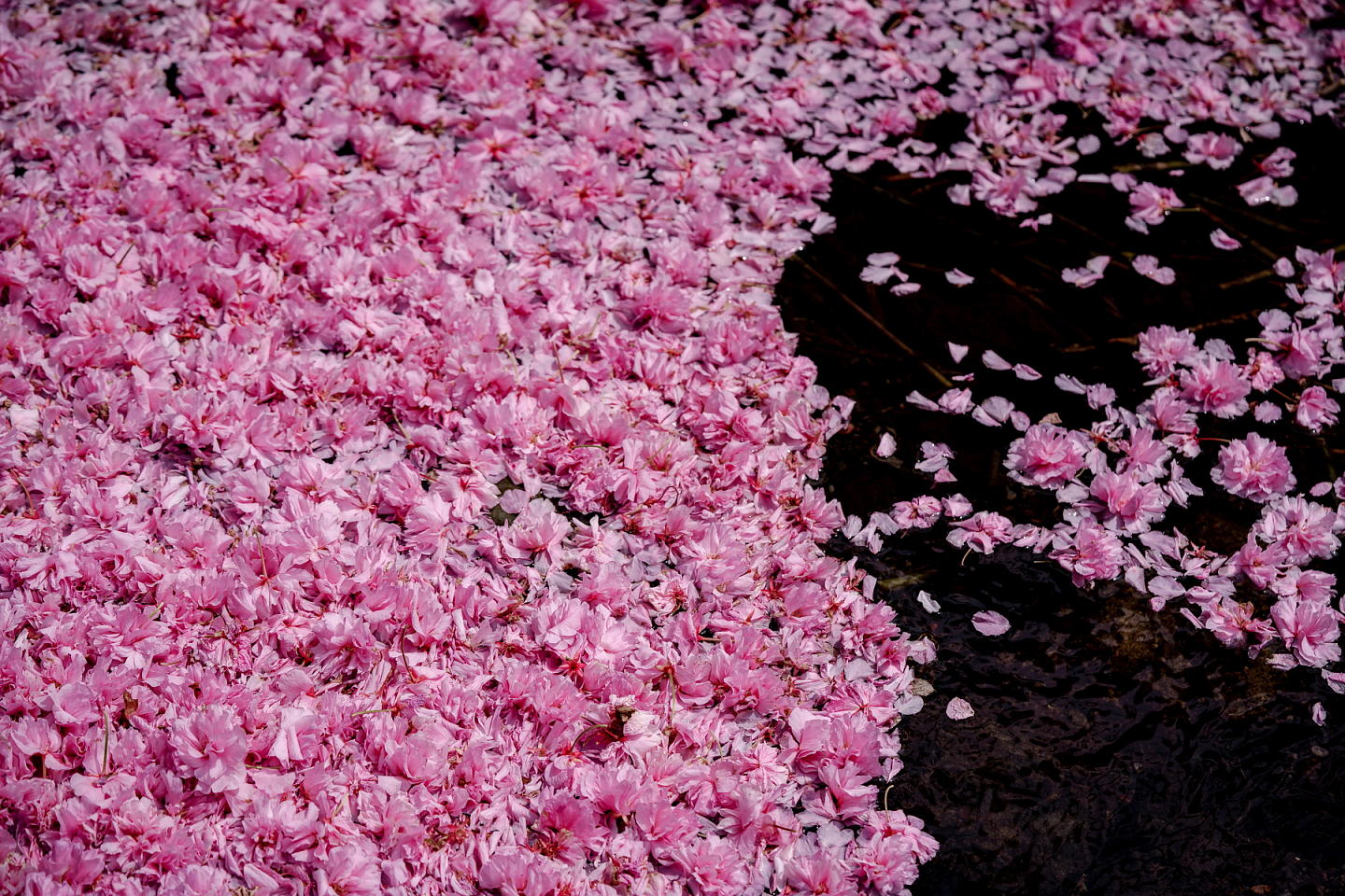 Cherry blossoms in Japan