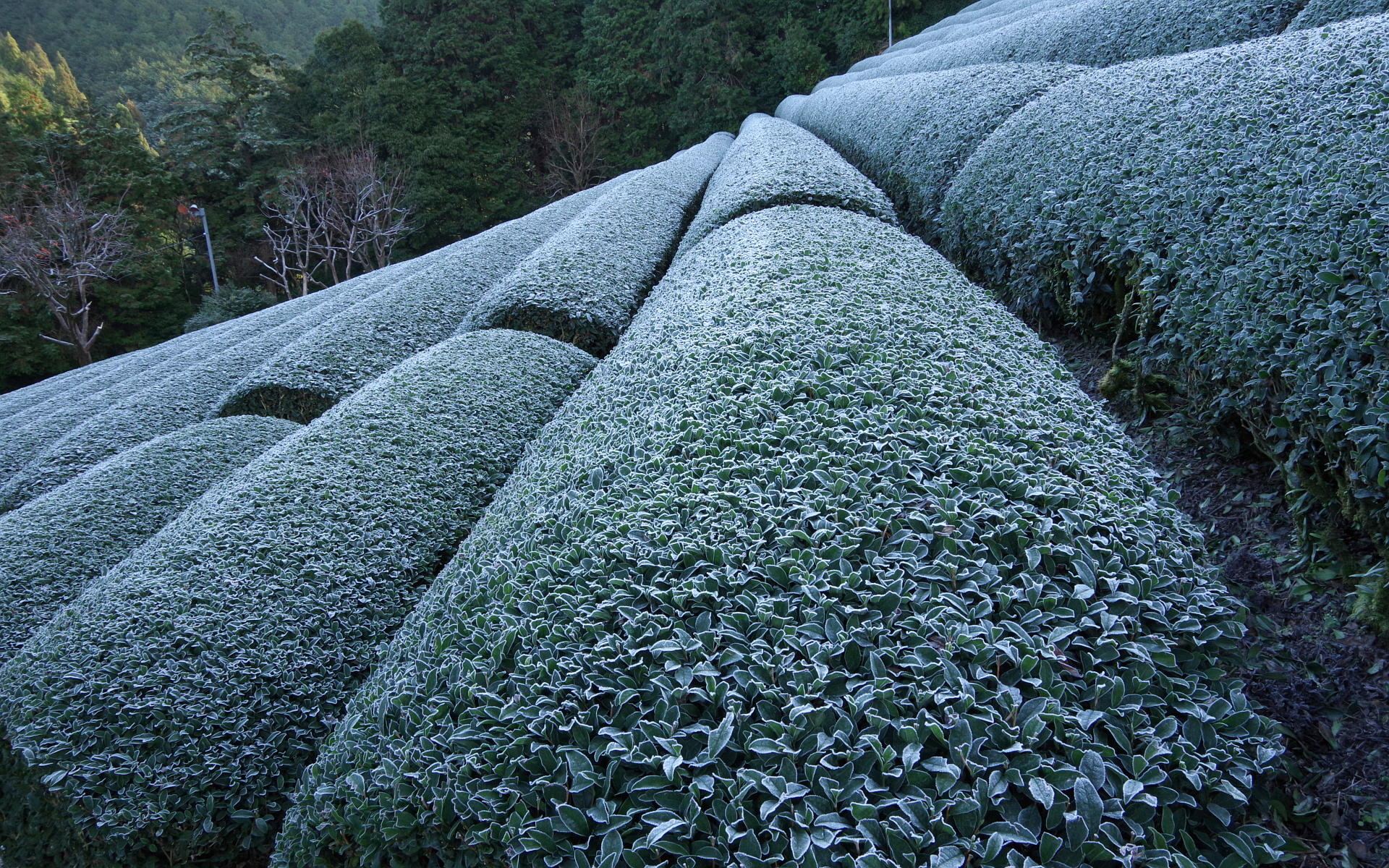 Tea fields covered by snow in Uji, Japan – Mizuba Tea Co.