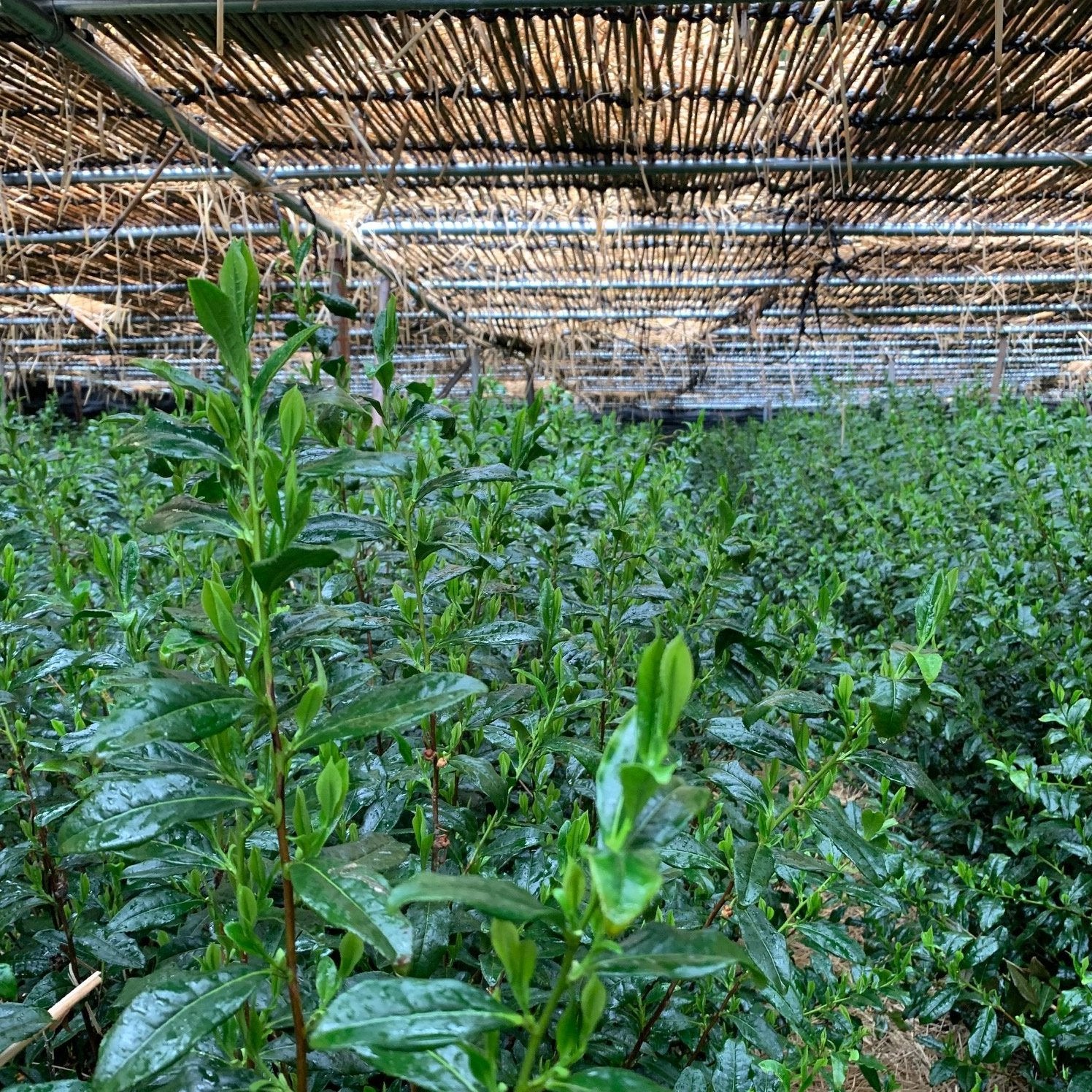 Uji Hikari Tencha field by Kiyoharu Tsuji