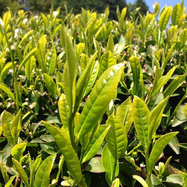 Tea Leaf Field in Japan