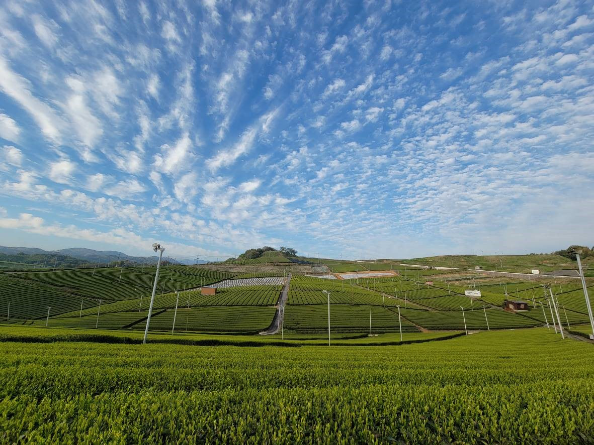 Green tea Fields in Japan – Mizuba Tea Co. 