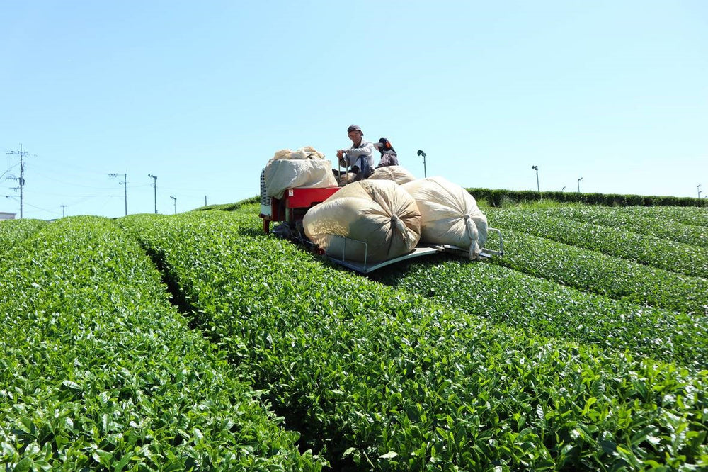 A Guide to Harvesting Pure Matcha Green Tea | Mizuba Tea Co.