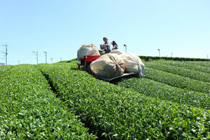 Two Japanese men harvest fresh tea leaves in Yame