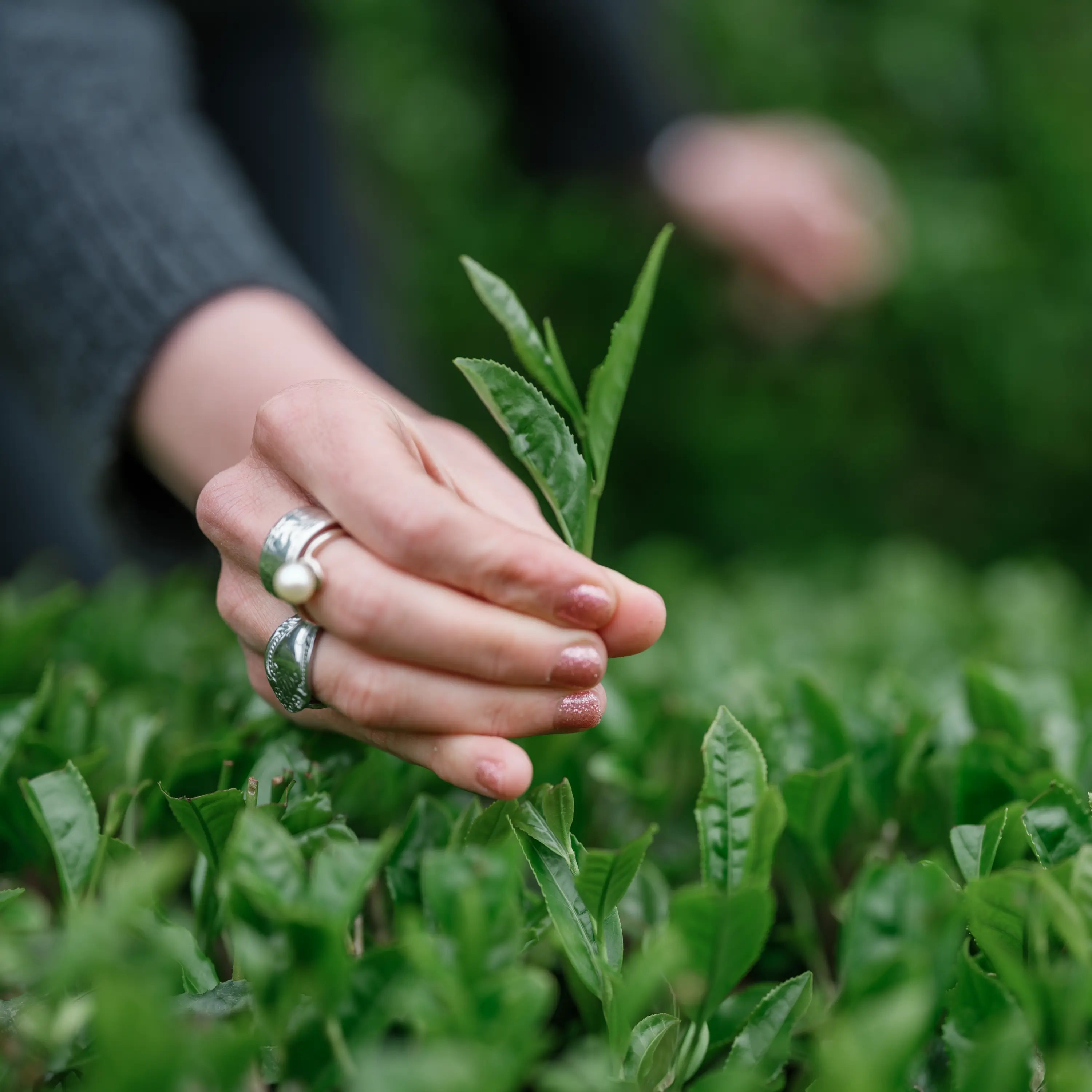 Woman plucks spring tea from a fresh field in Uji, Kyoto, Japan