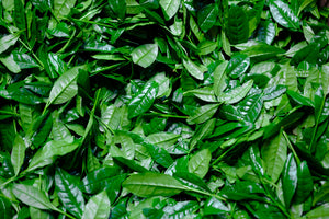Freshly harvested shincha tea leaves from Japan lay in a pile