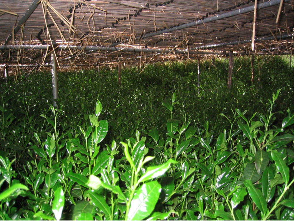 Sencha, Tencha, Matcha Tea Processing Machinery