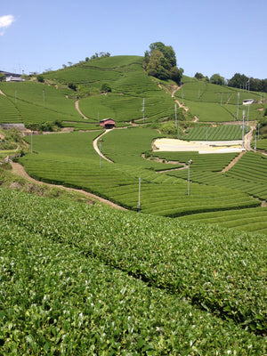Japanese green tea fields in Wazuka, Japan