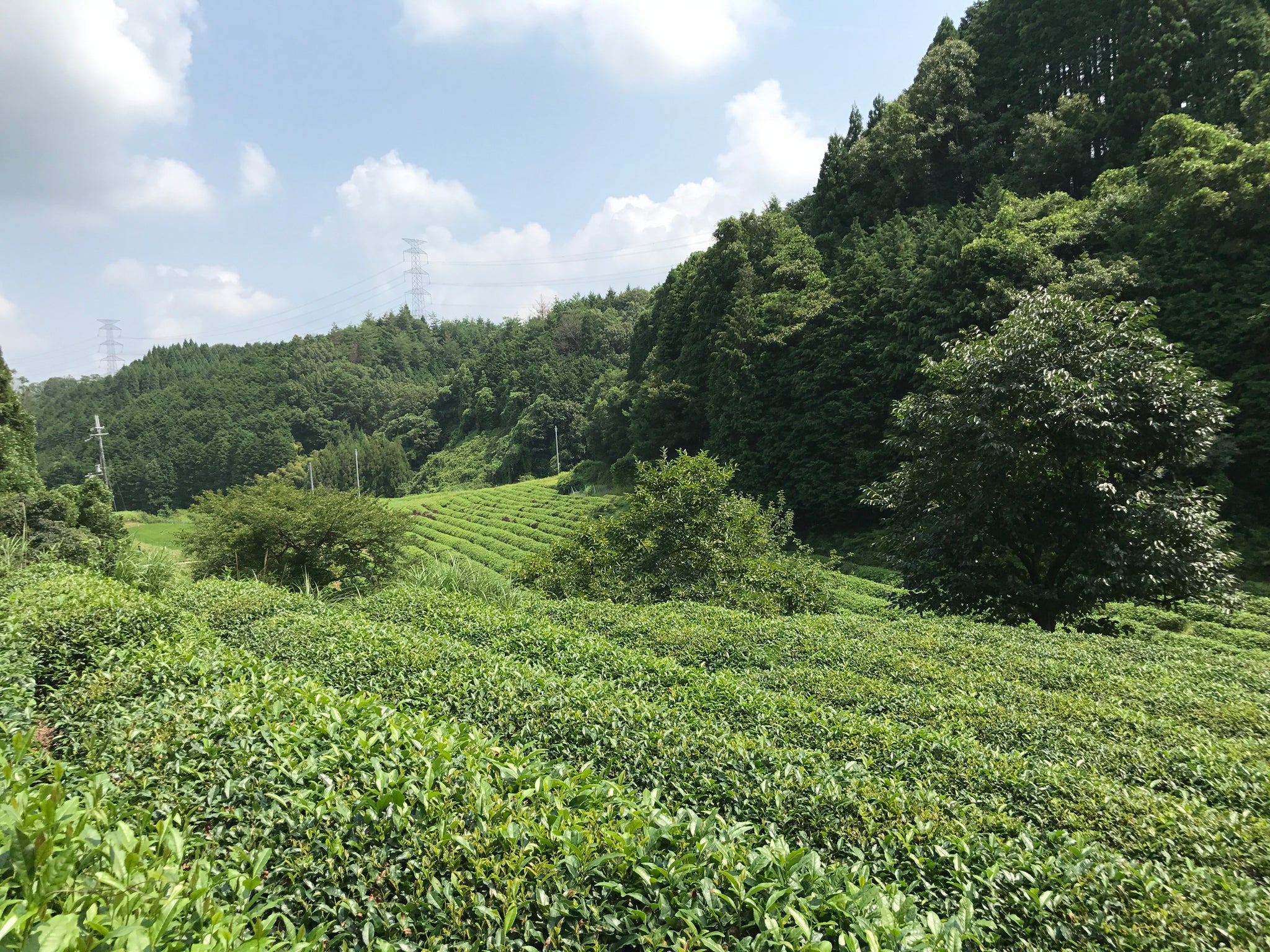 Tea fields in Uji, Japan