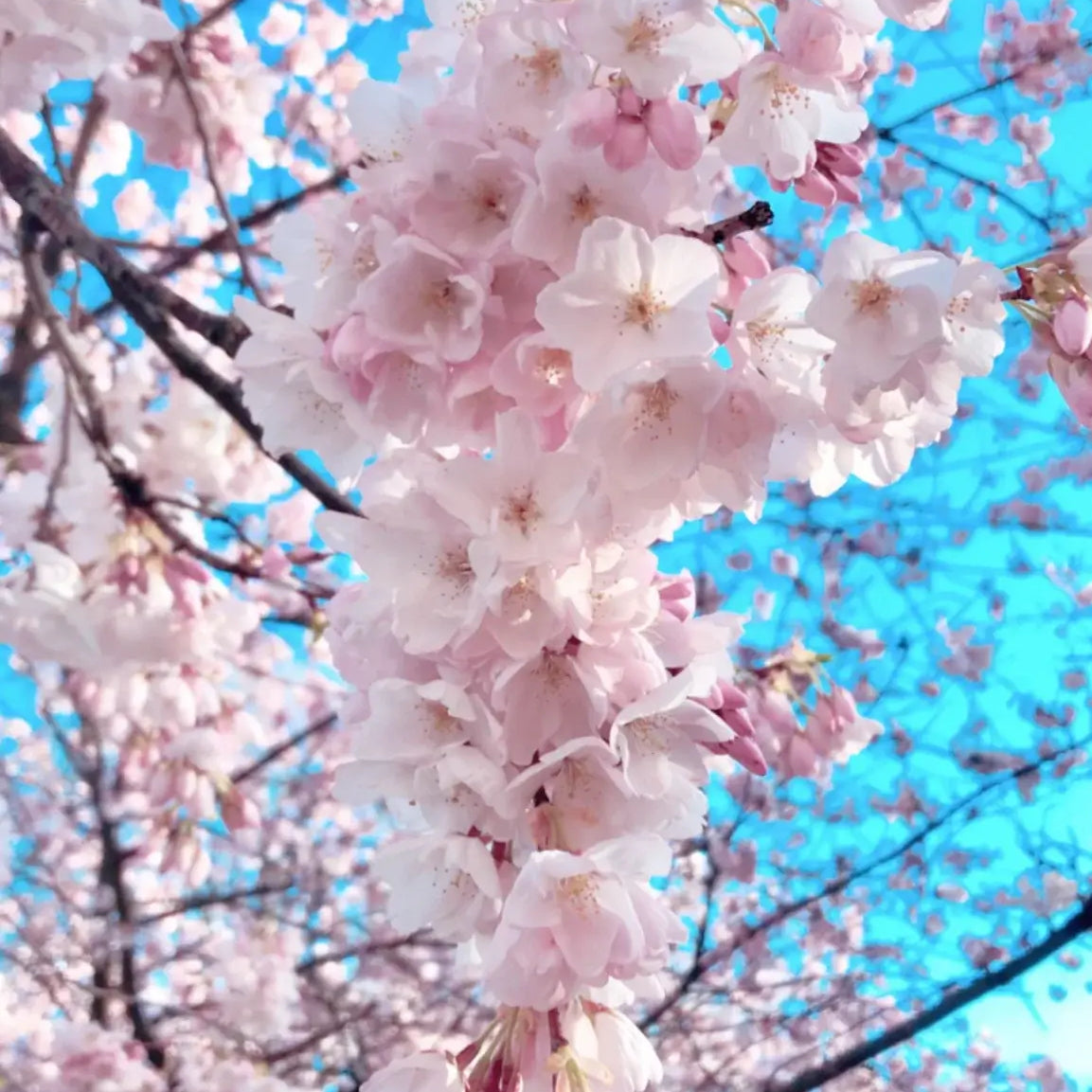 Blooming Sakura Flowers in Portland, Oregon