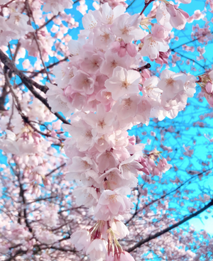Blooming Sakura Flowers in Portland, Oregon