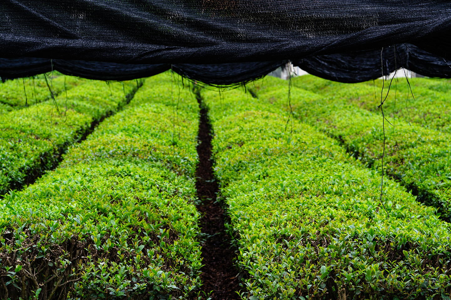 Caffeine Content in Matcha