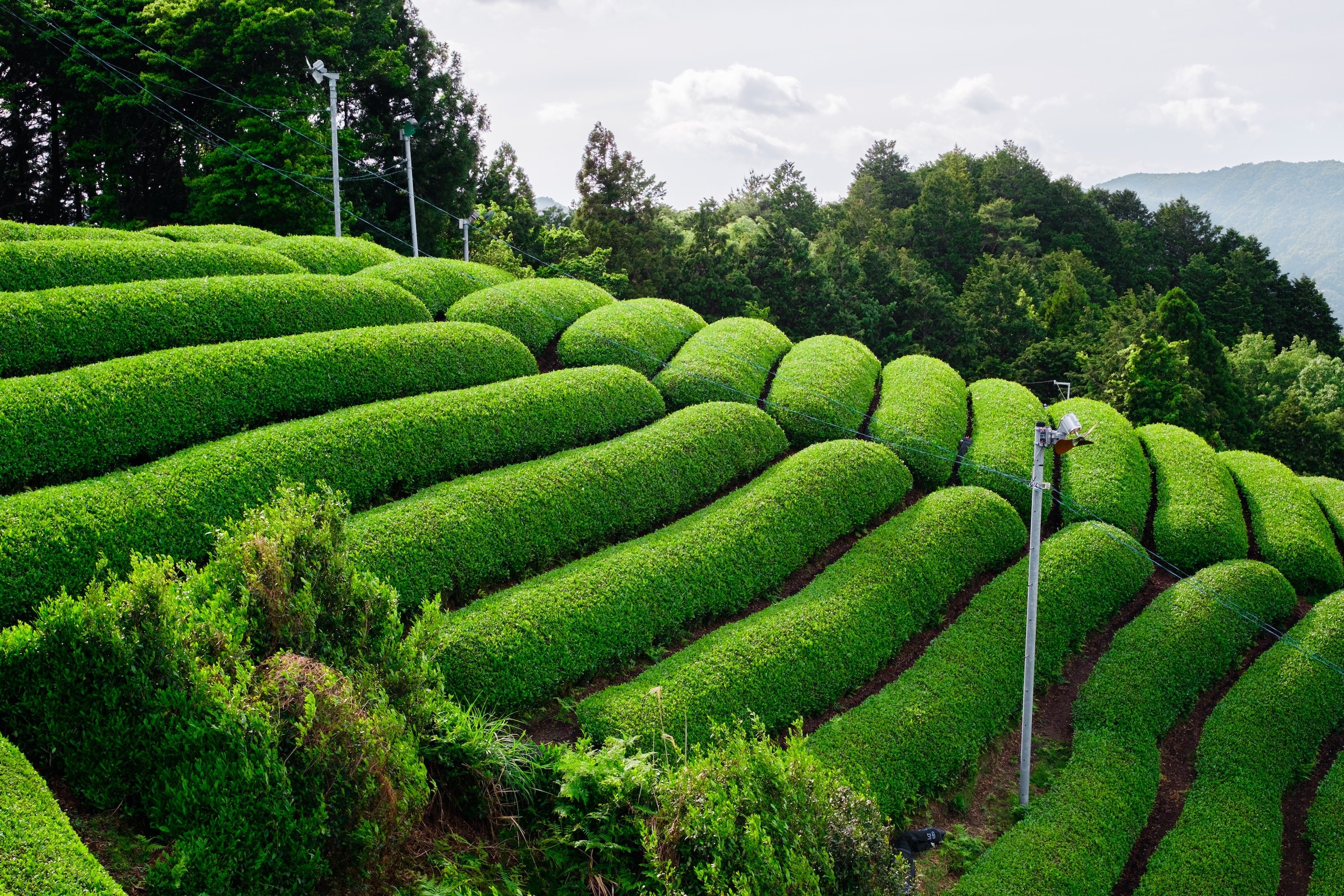 Japanese Loose Leaf Tea by Mizuba Tea Co.