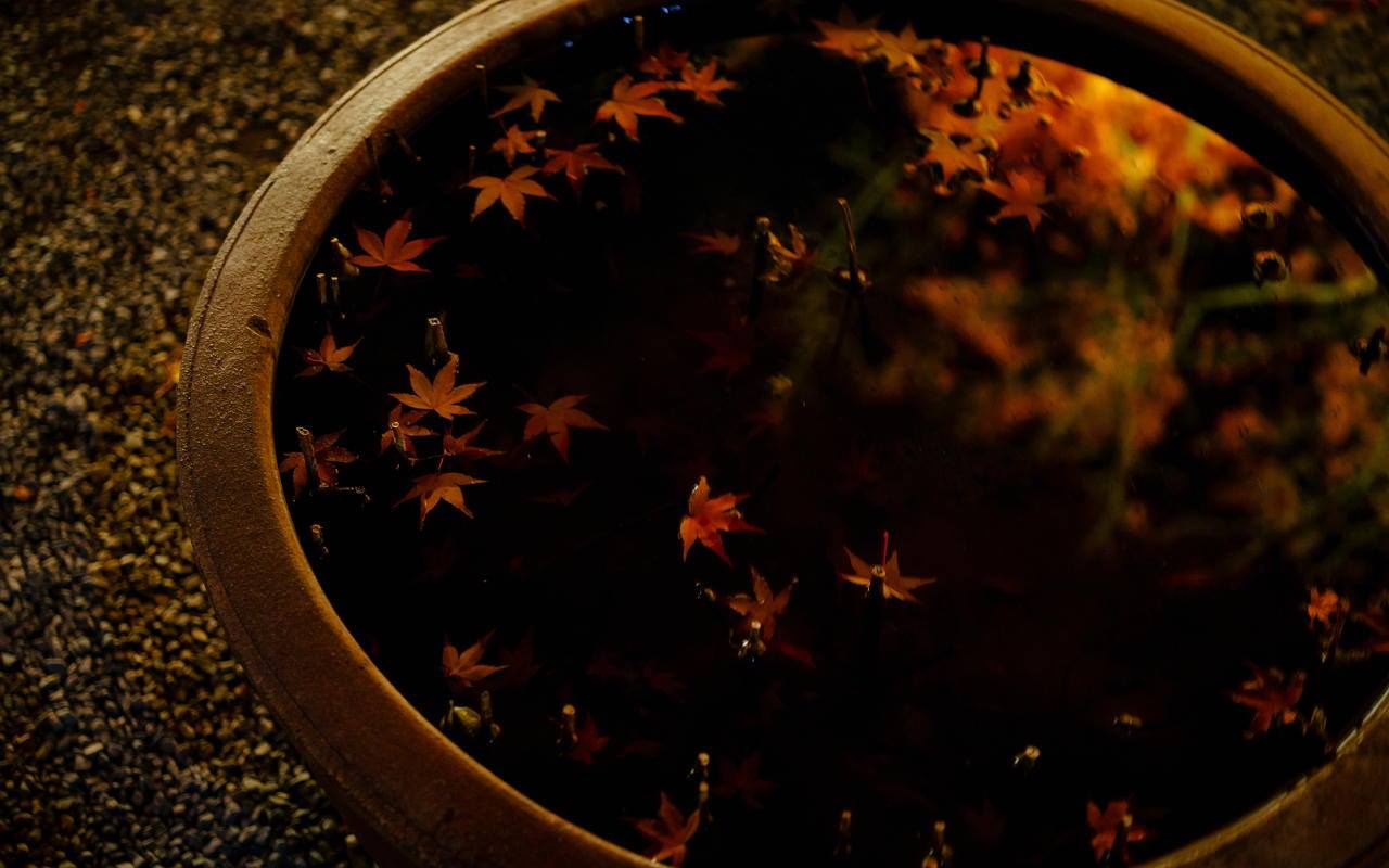 Autumn leaves floating in water, Japan