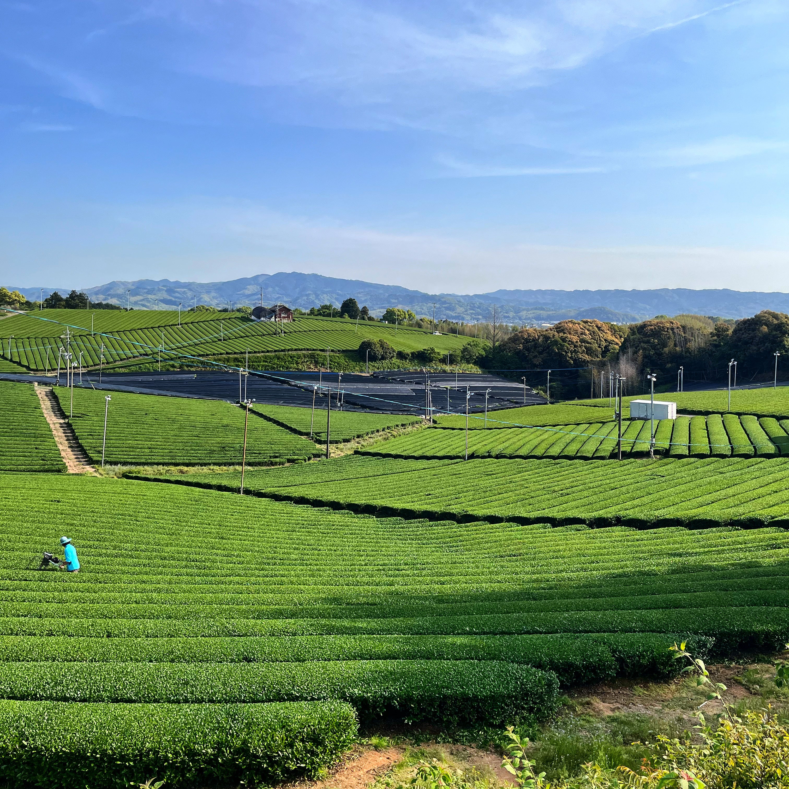 A tea field in Japan - Mizuba Tea Co.