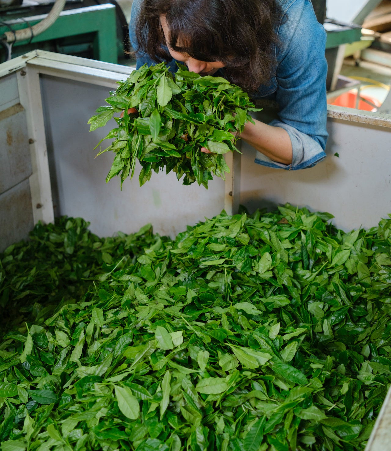 Woman smells freshly harvested tea leaves in Japan - Mizuba Tea Co.