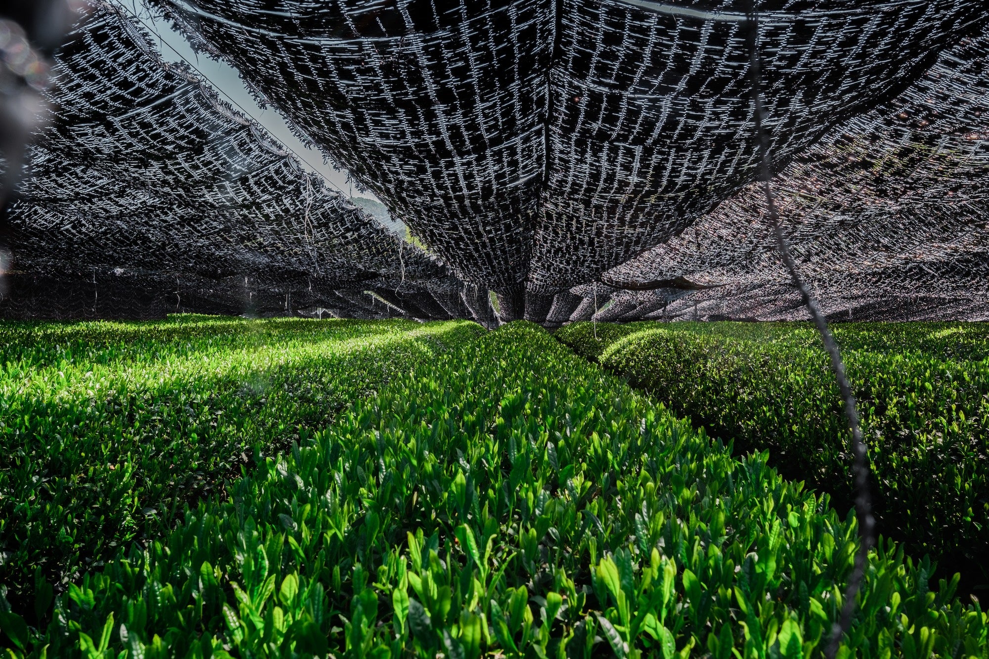 A shaded tencha field in Uji, Japan - Mizuba Tea Co. 