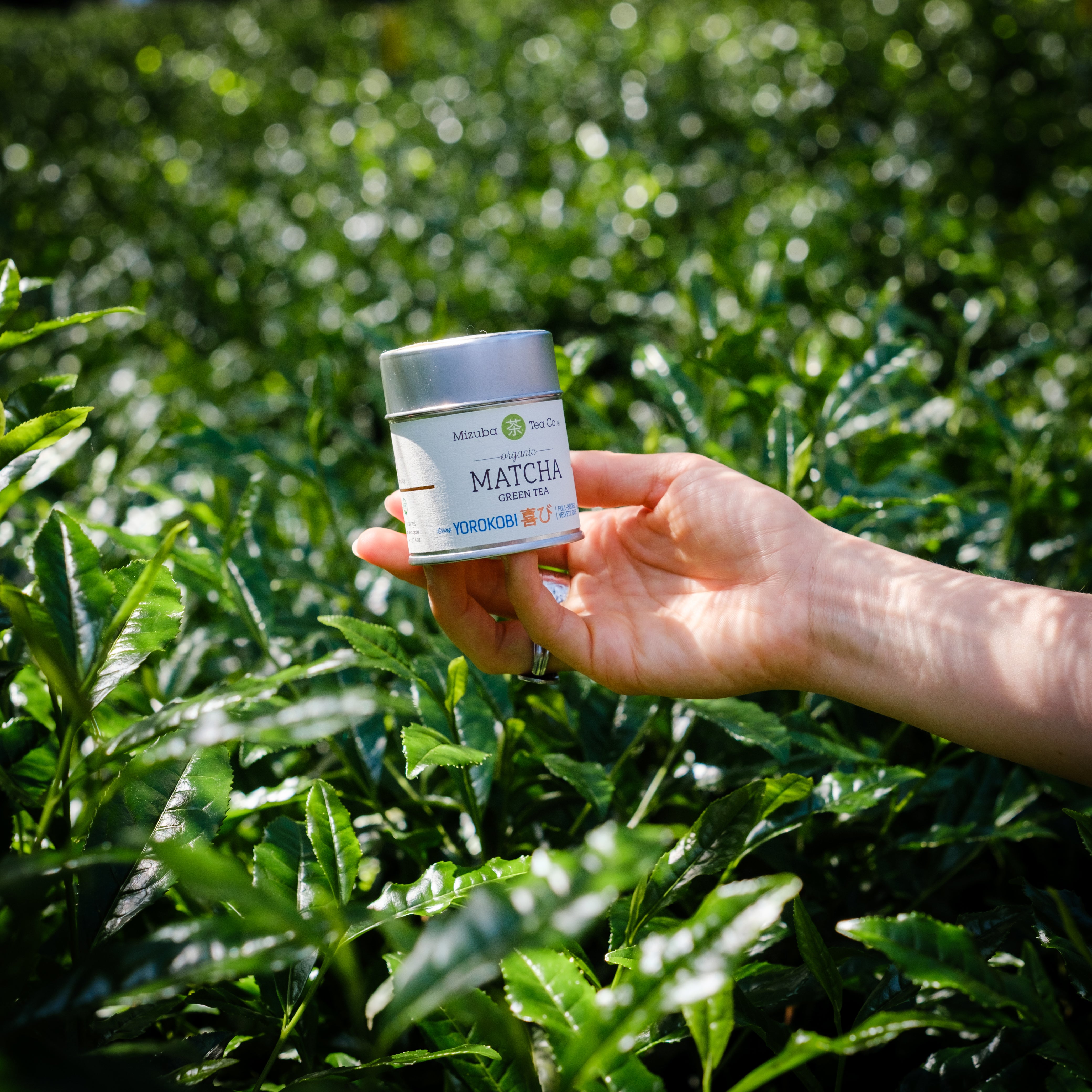 A tin of Mizuba Yorokobi Matcha Green Tea in a shaded tencha field in Uji, Japan.