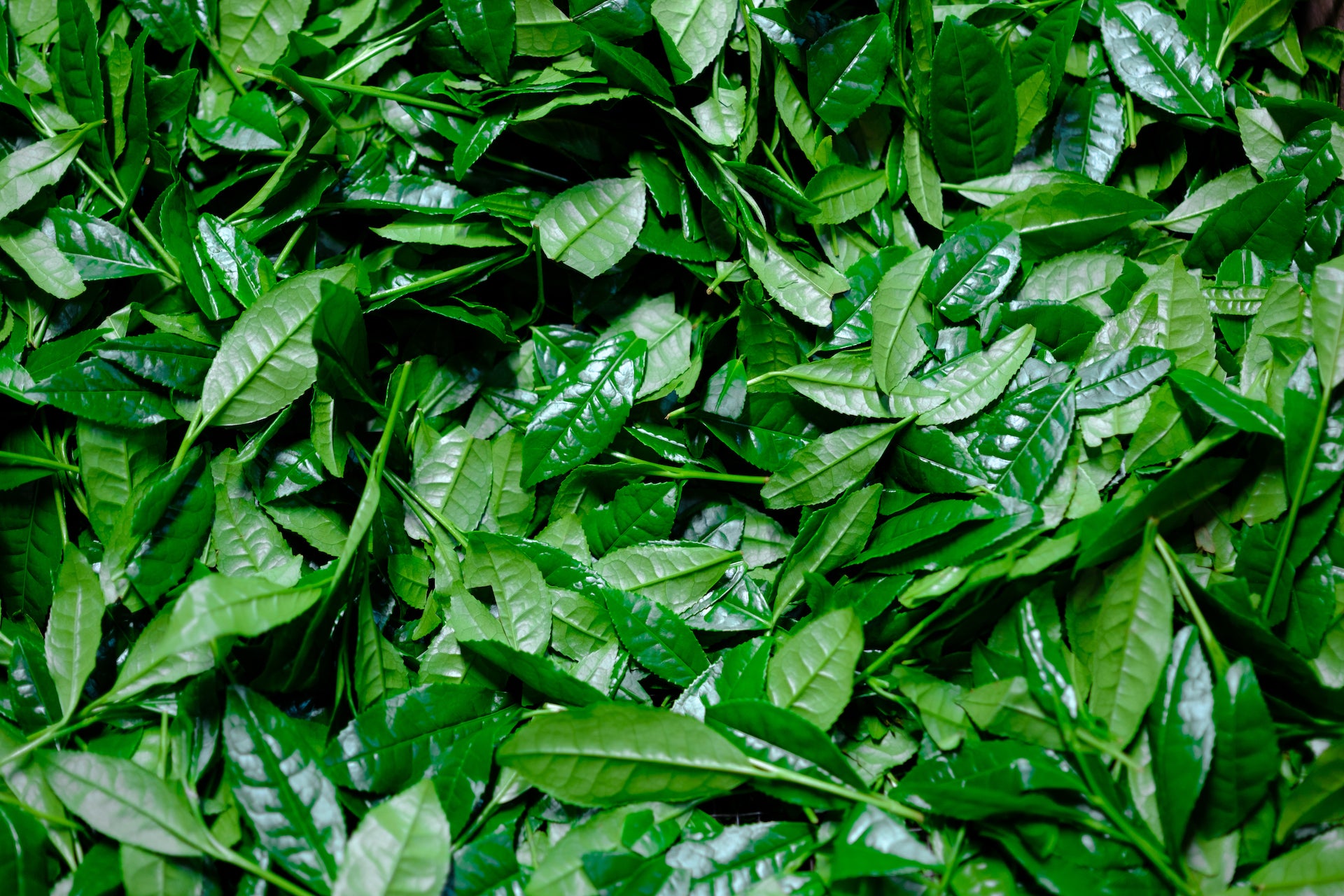 Fresh harvest tencha tea leaves from Uji, Japan - Mizuba Tea Co.