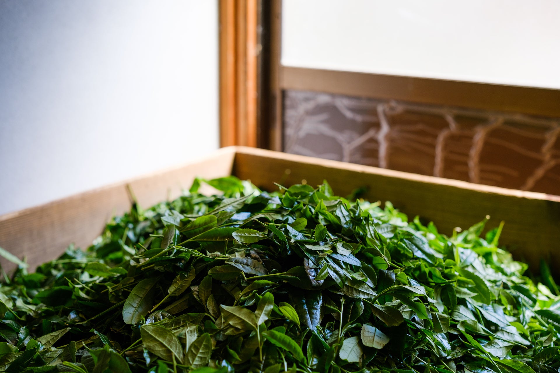 Fresh harvest tencha leaves in Uji, Japan - Mizuba Tea Co.