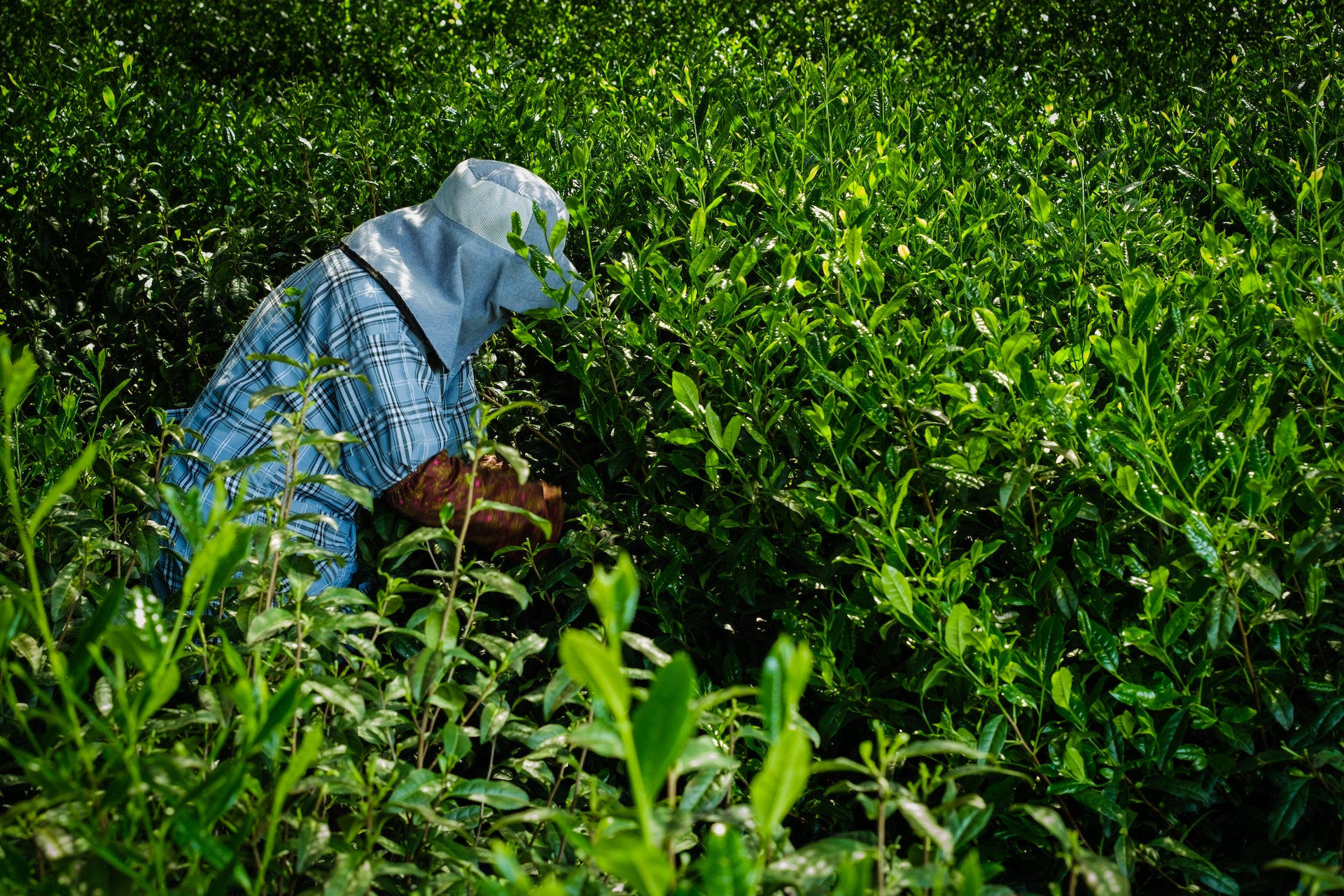 Woman handpicks tencha in a Japanese tea field in Uji, Japan.