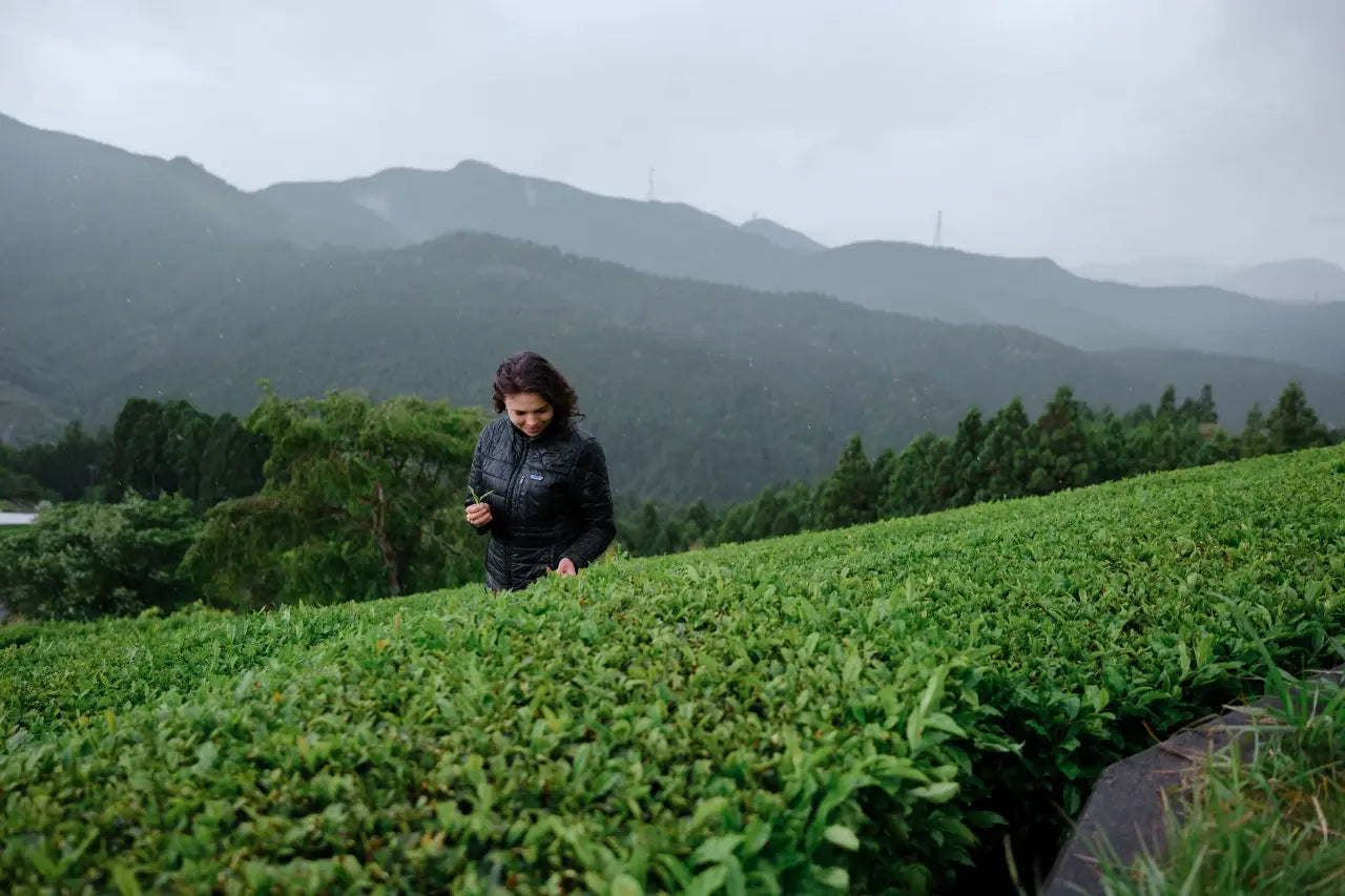 Person standing in a Japanese tea field with misty mountains in the background
