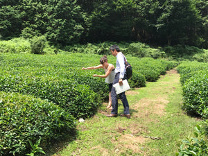 Mizuba Matcha in the tea fields of Uji, Japan