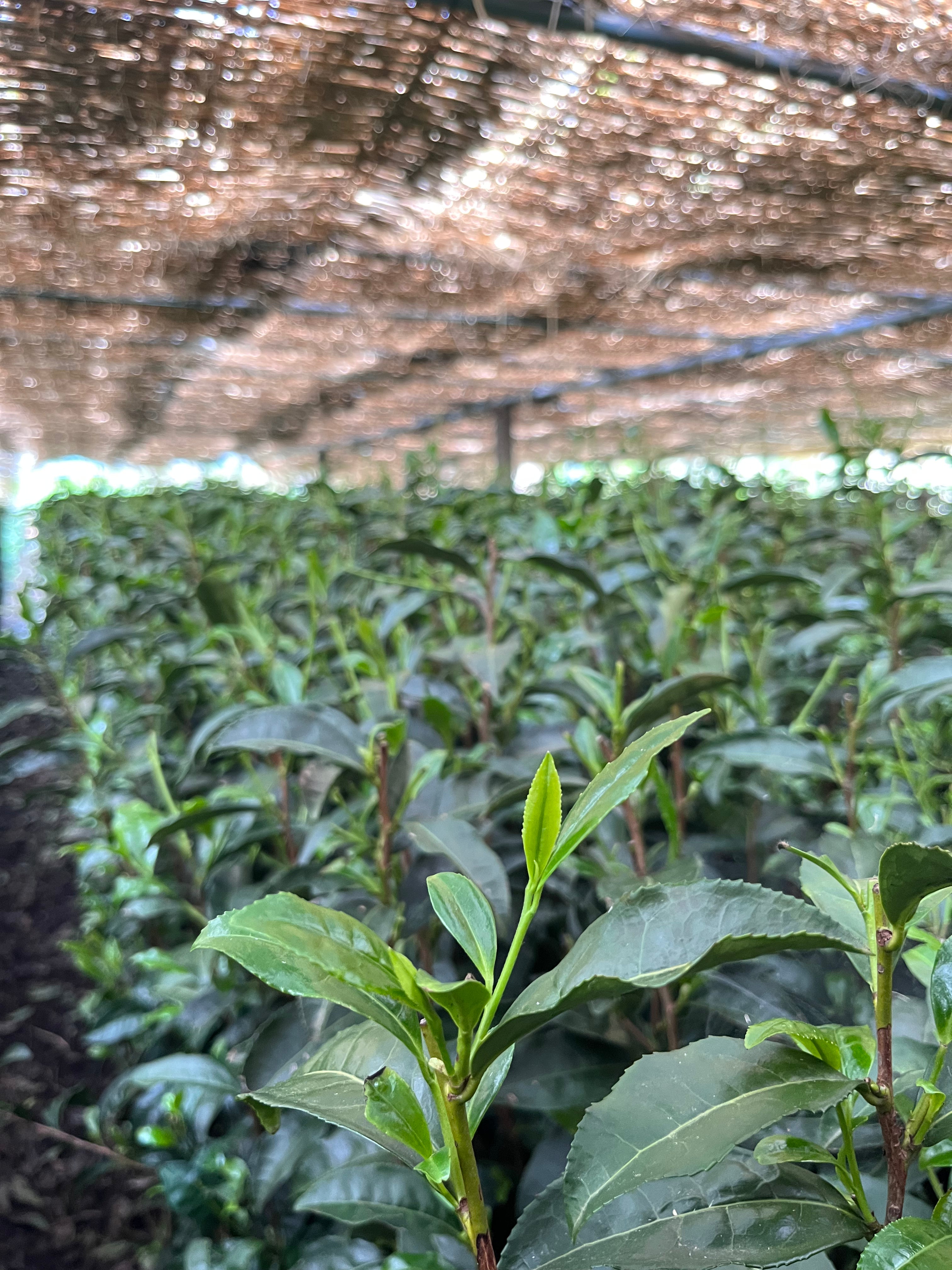 Shaded, first flush gyokuro green tea field in Japan