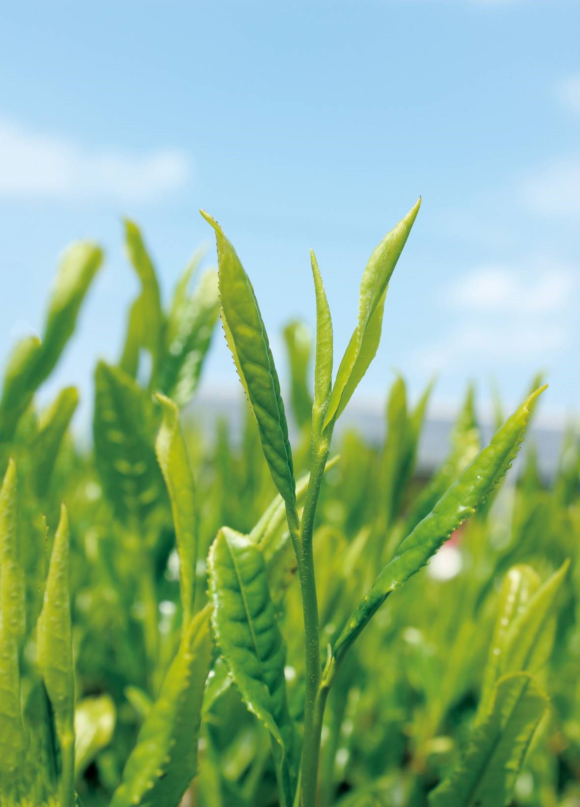 Sencha tea leaf in Japan – Mizuba Tea Co.