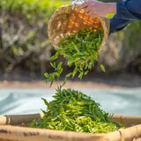 Emperor's Cup Sencha