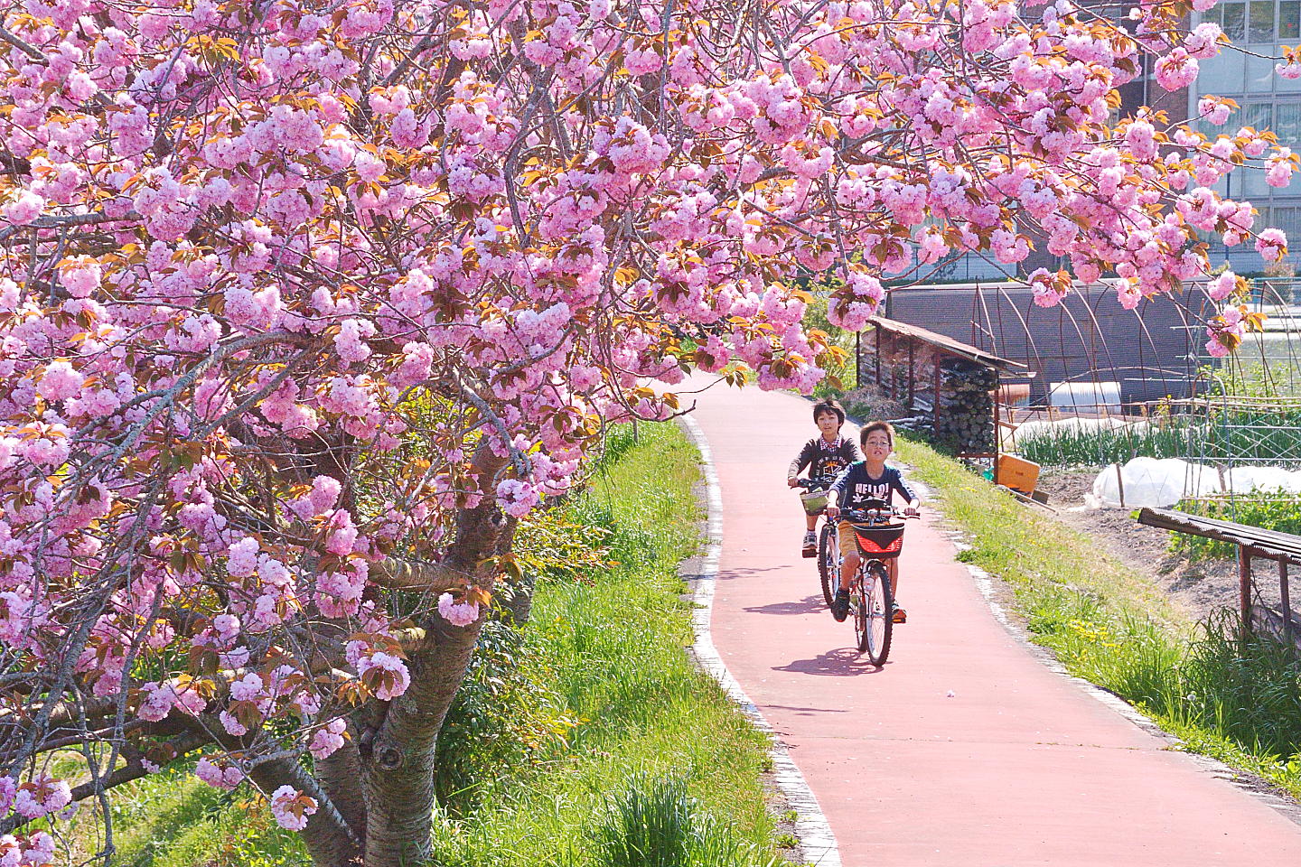 Cherry blossom season in Japan