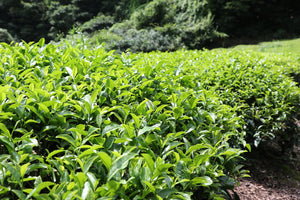 Matcha (Tencha) Green Tea Leaves in a field in Japan